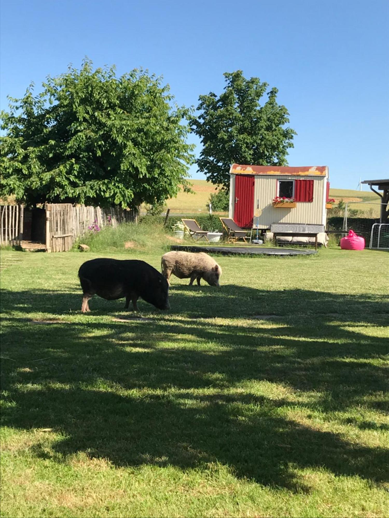 Landhof Lieg - Tierische Auszeit In Unseren Gemuetlichen Ferienwohnungen エクステリア 写真