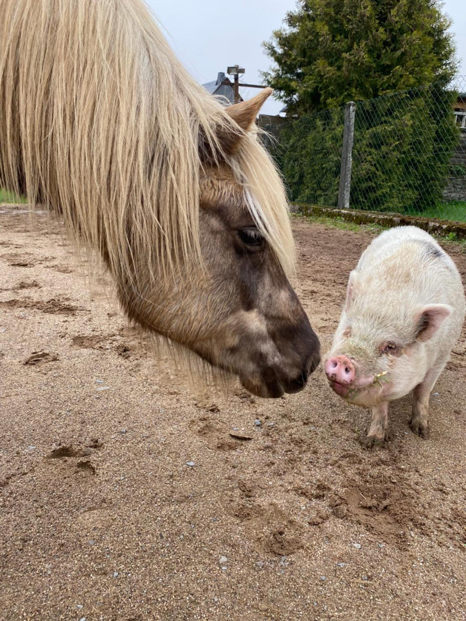 Landhof Lieg - Tierische Auszeit In Unseren Gemuetlichen Ferienwohnungen エクステリア 写真