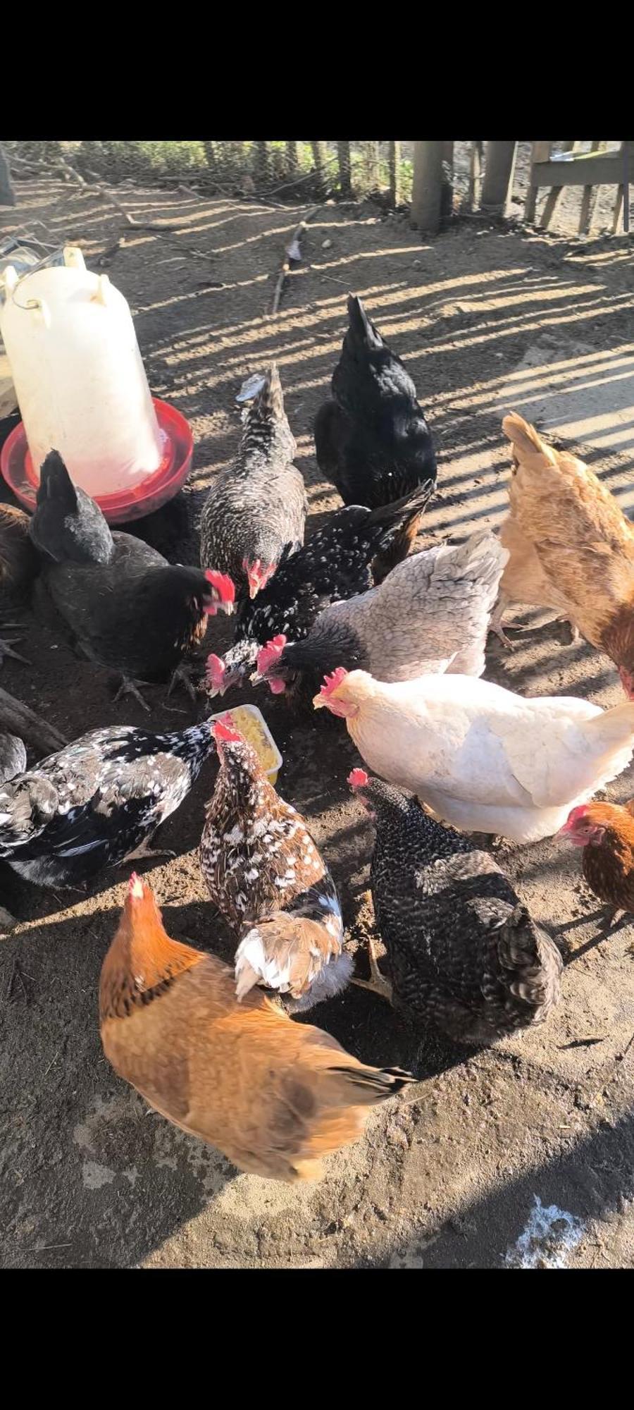 Landhof Lieg - Tierische Auszeit In Unseren Gemuetlichen Ferienwohnungen エクステリア 写真